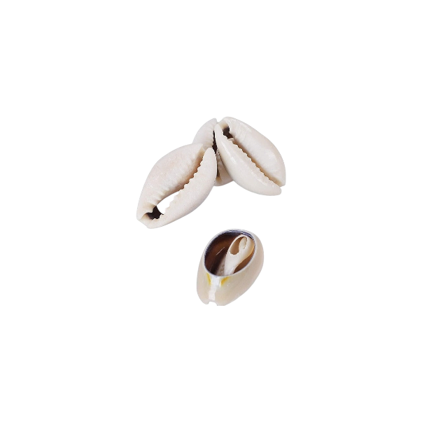 Shells