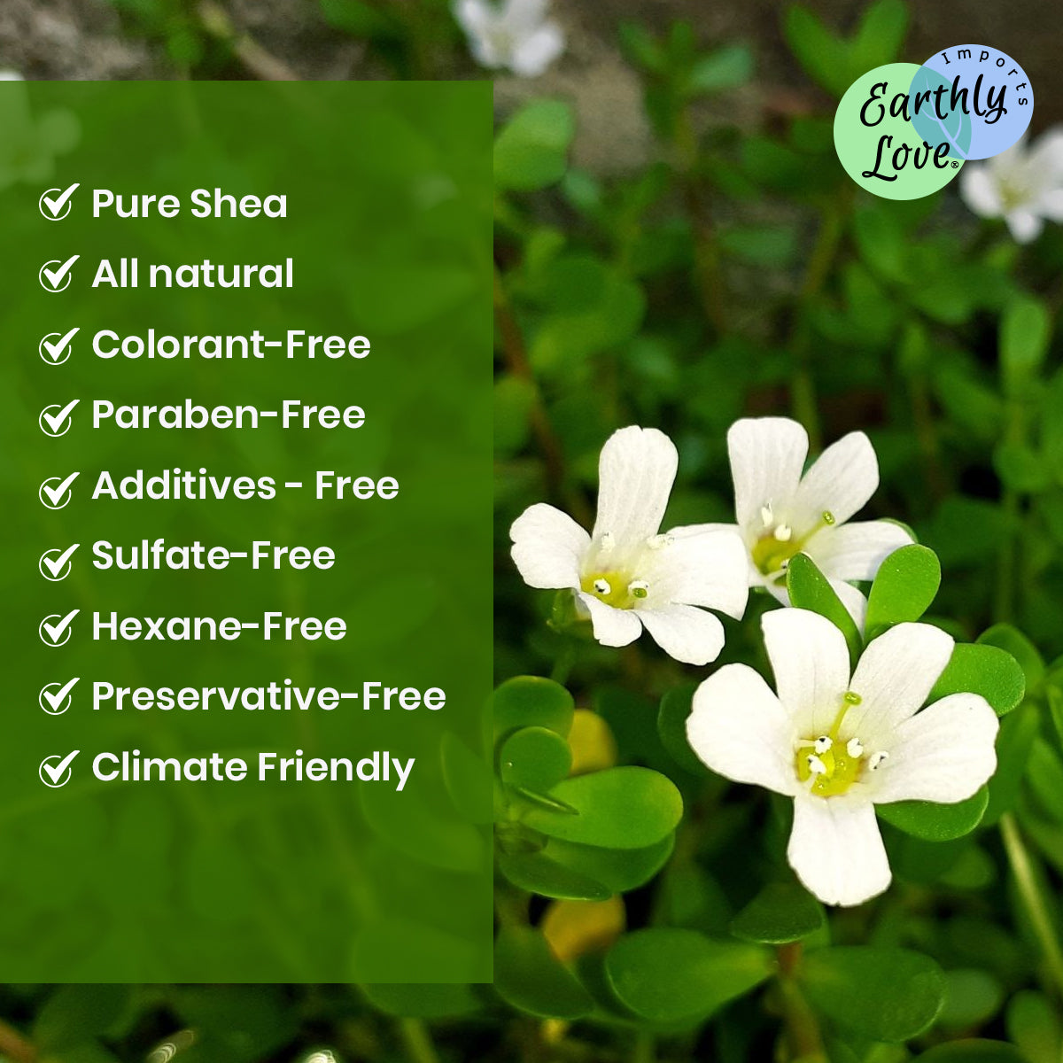 Brahmi Hair & Skin Oil
