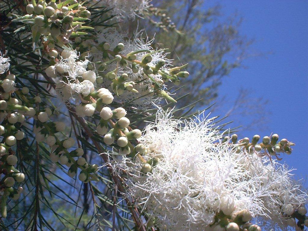 Tea Tree Essential Oil