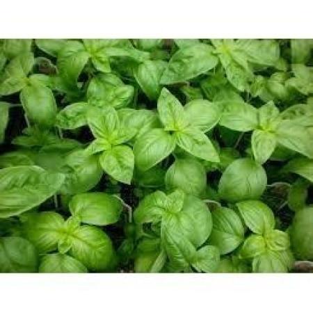 Basil Sweet Essential Oil Organic Earthly Love Imports LLC