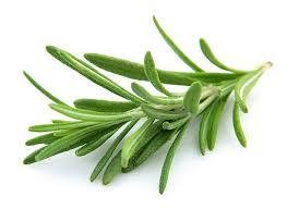 Rosemary Essential Oil