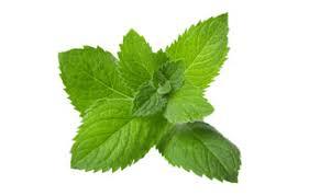 Spearmint Essential Oil