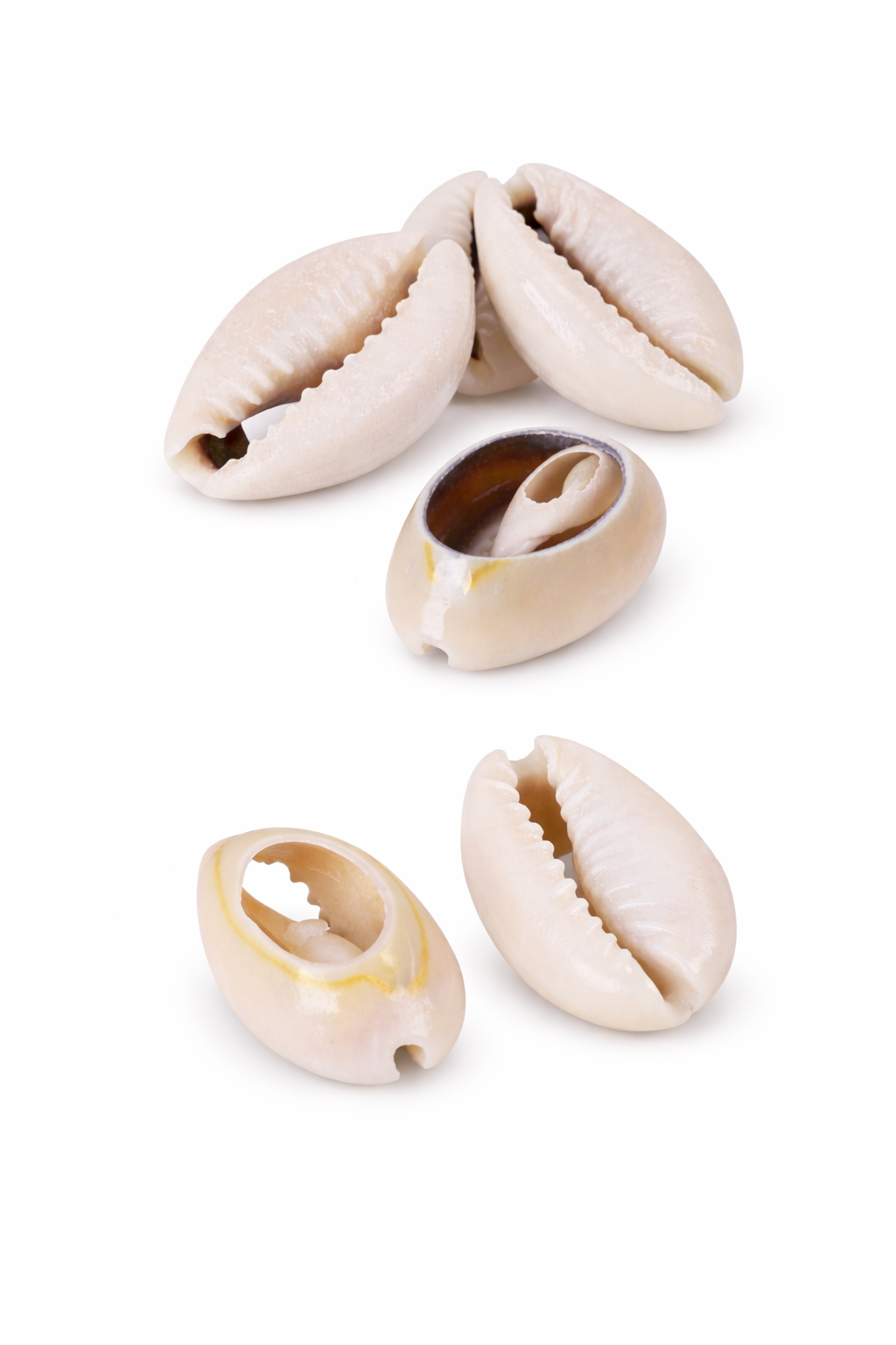 9C: 9 White / 9 Grey Cowrie Puka Shells