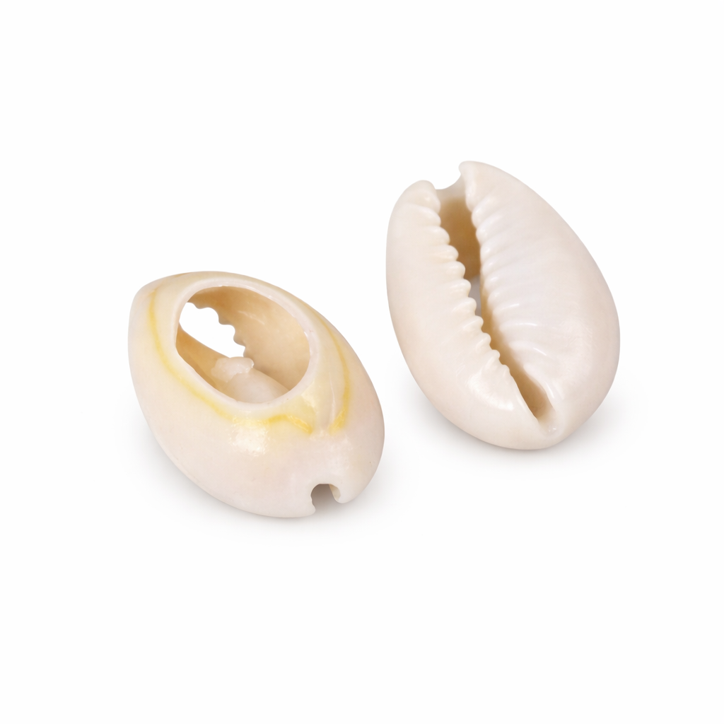 9A: White Cowrie Puka Shells 18pk