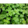 Basil Sweet Essential Oil (Organic) - Earthly Love Imports