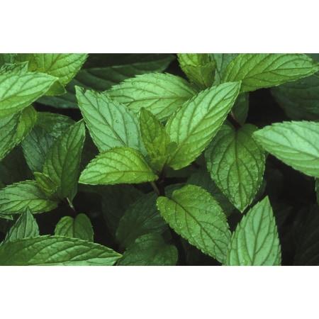 Peppermint Essential Oil - Earthly Love Imports