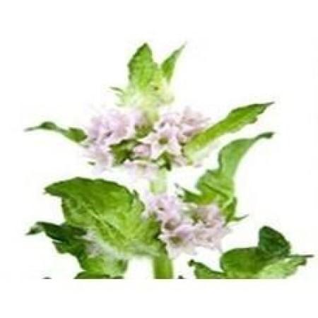 Patchouli Essential Oil (Dark) - Earthly Love Imports